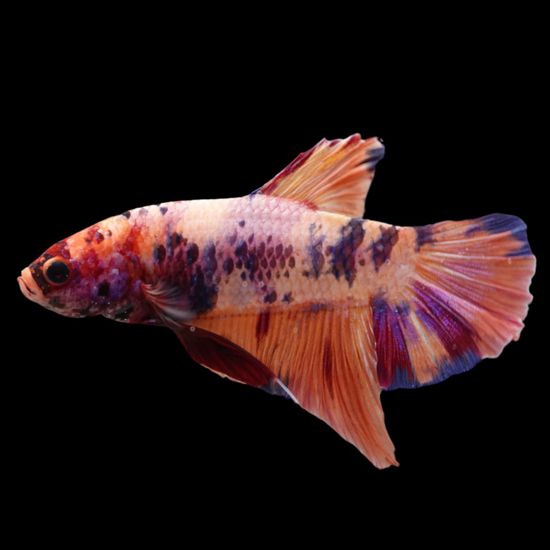 Rare Giant Multicolors Betta Fish