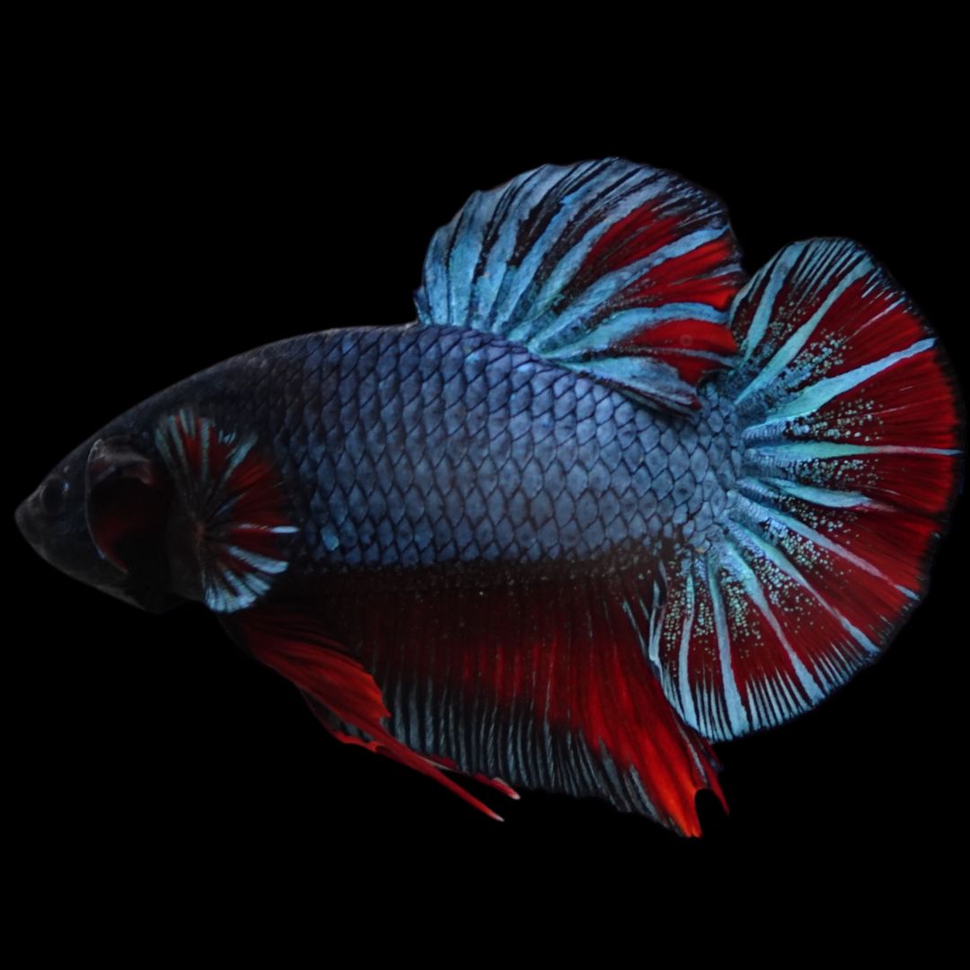 Rare Giant Antique Betta Fish