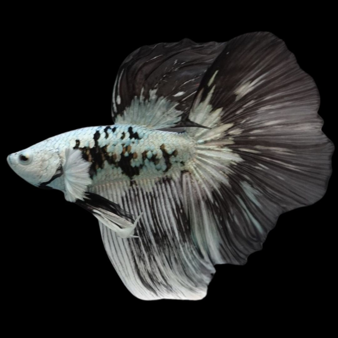 Rare Black Dragon Halfmoon Betta Fish