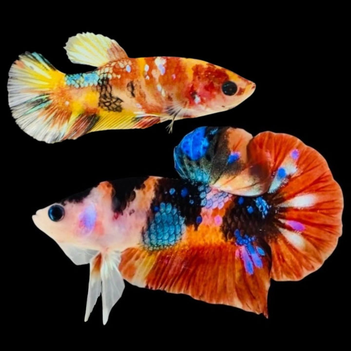 Rare Pair Koi Multicolors Betta Fish