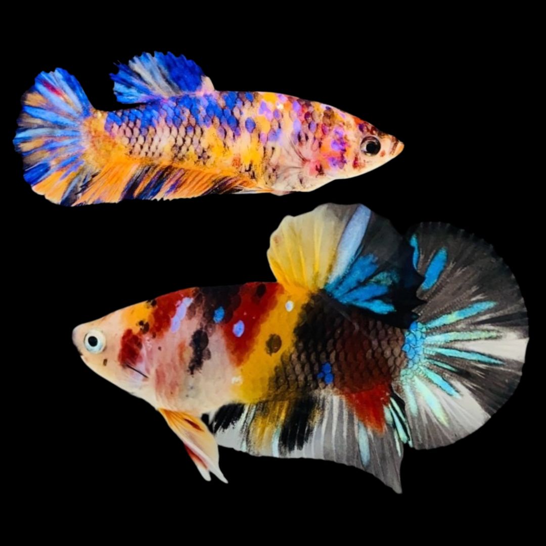 Rare Pair Koi Multicolors Betta Fish