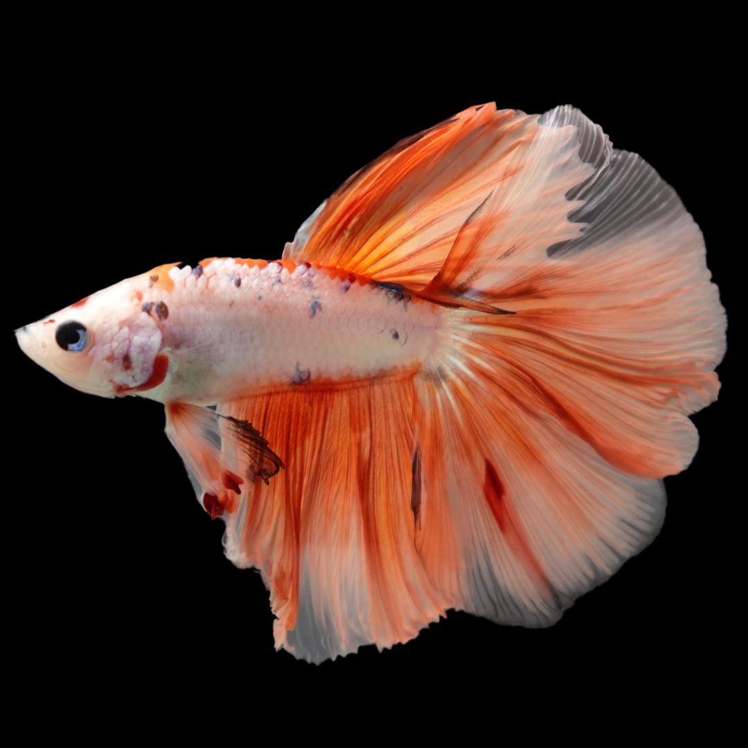 Rare Halfmoon Koi Multicolors Betta Fish