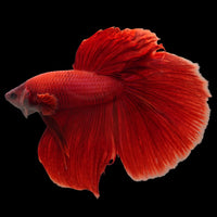 Rare Giant Halfmoon Super Red Betta Fish (Male)