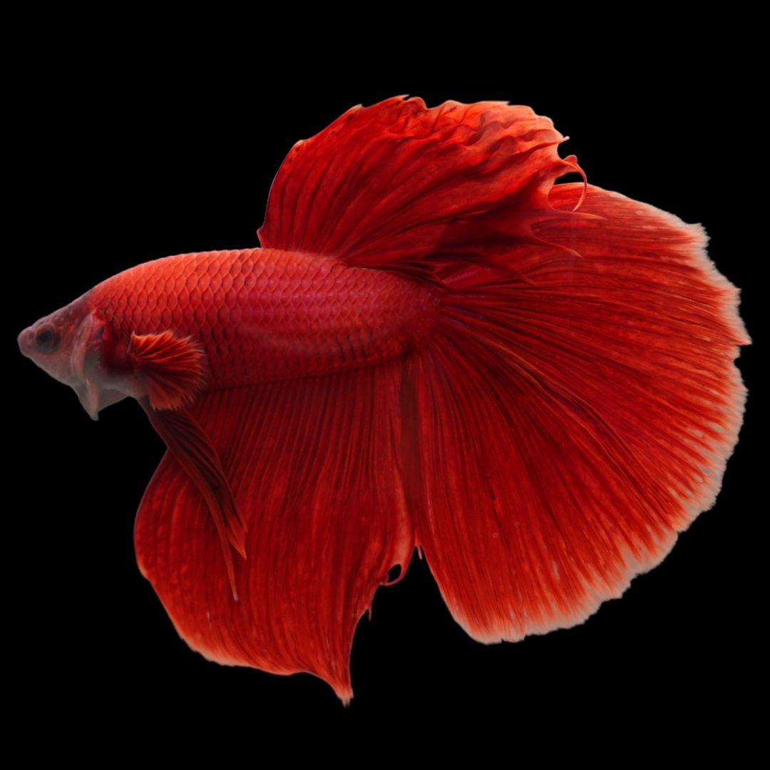 Rare Giant Halfmoon Super Red Betta Fish