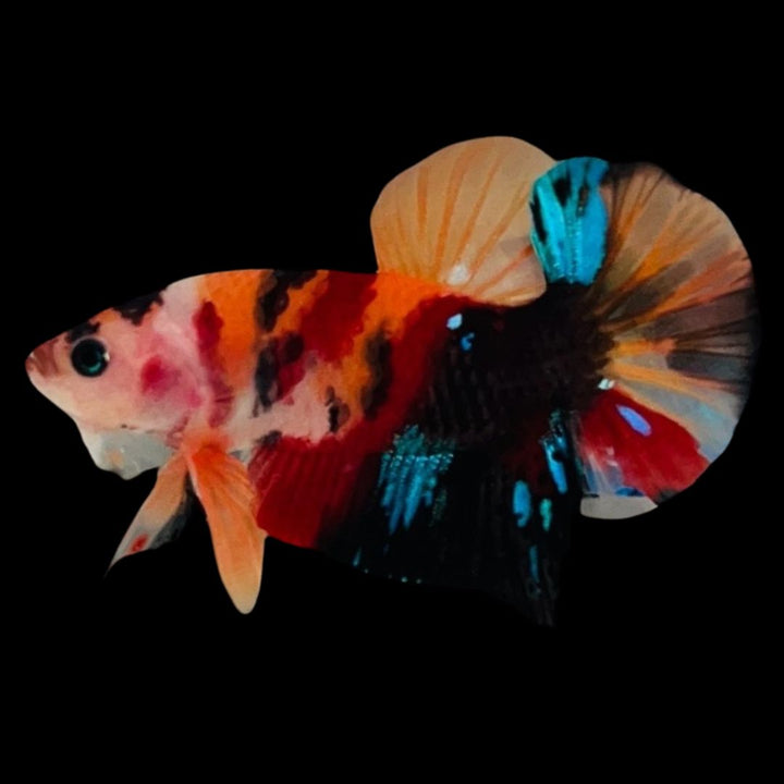 Rare Koi Multicolors Betta Fish