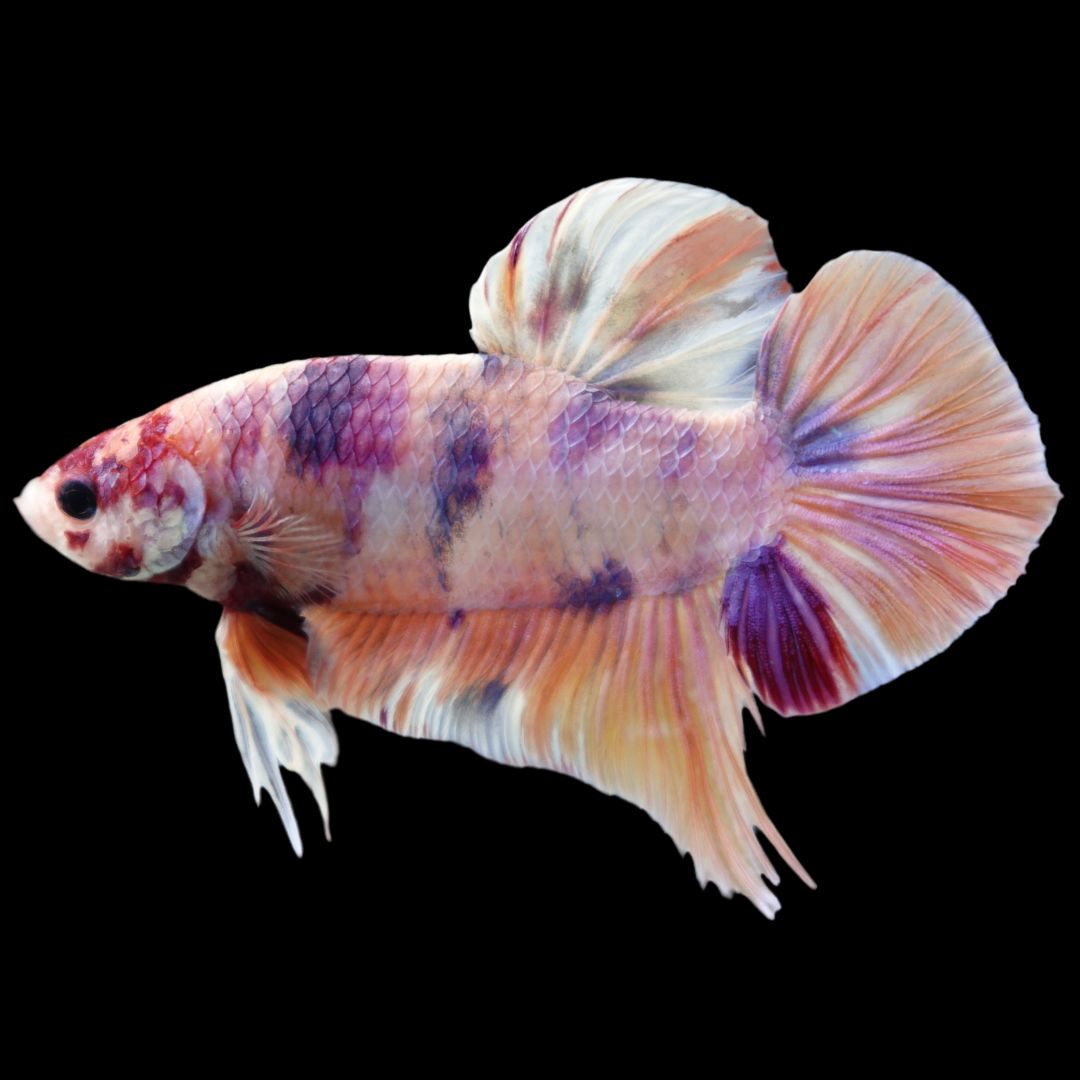 Rare Giant Multicolors Betta Fish