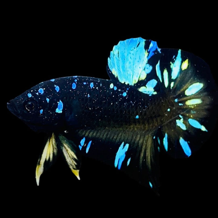 Rare Avatar Betta Fish (Male)