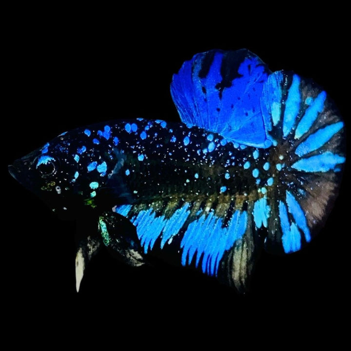 Rare Avatar Betta Fish