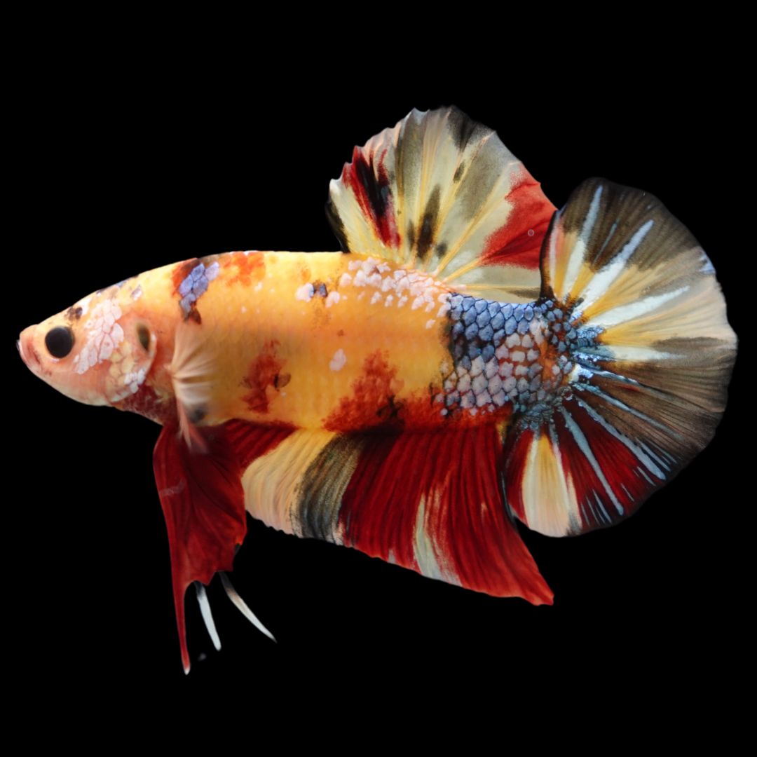 Rare Giant Multicolors Betta Fish