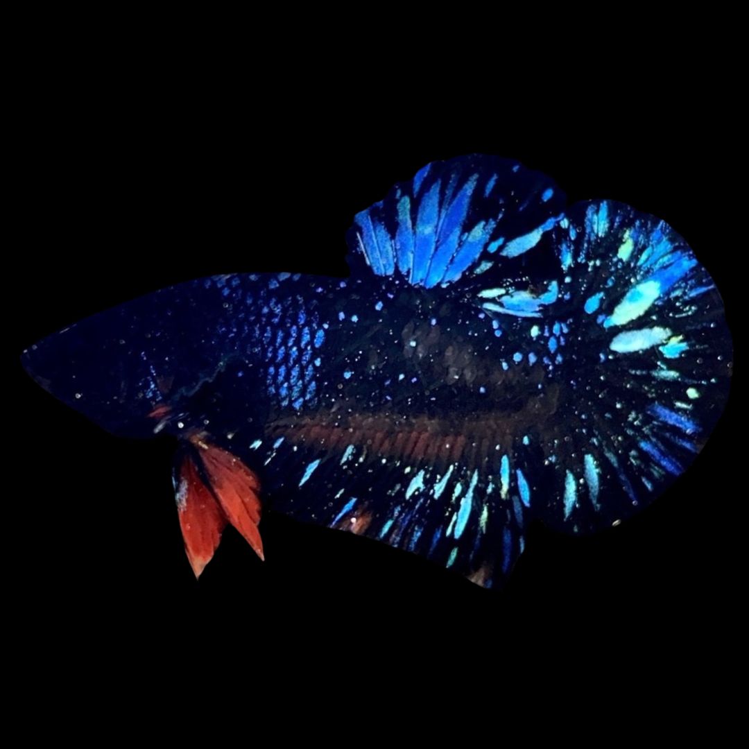 Rare Avatar Betta Fish