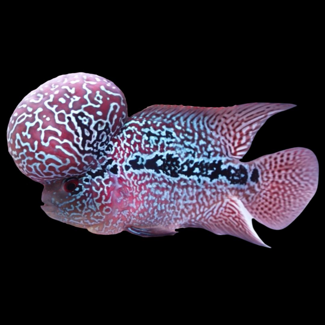 Rare Flowerhorn (F3) - 6 inch