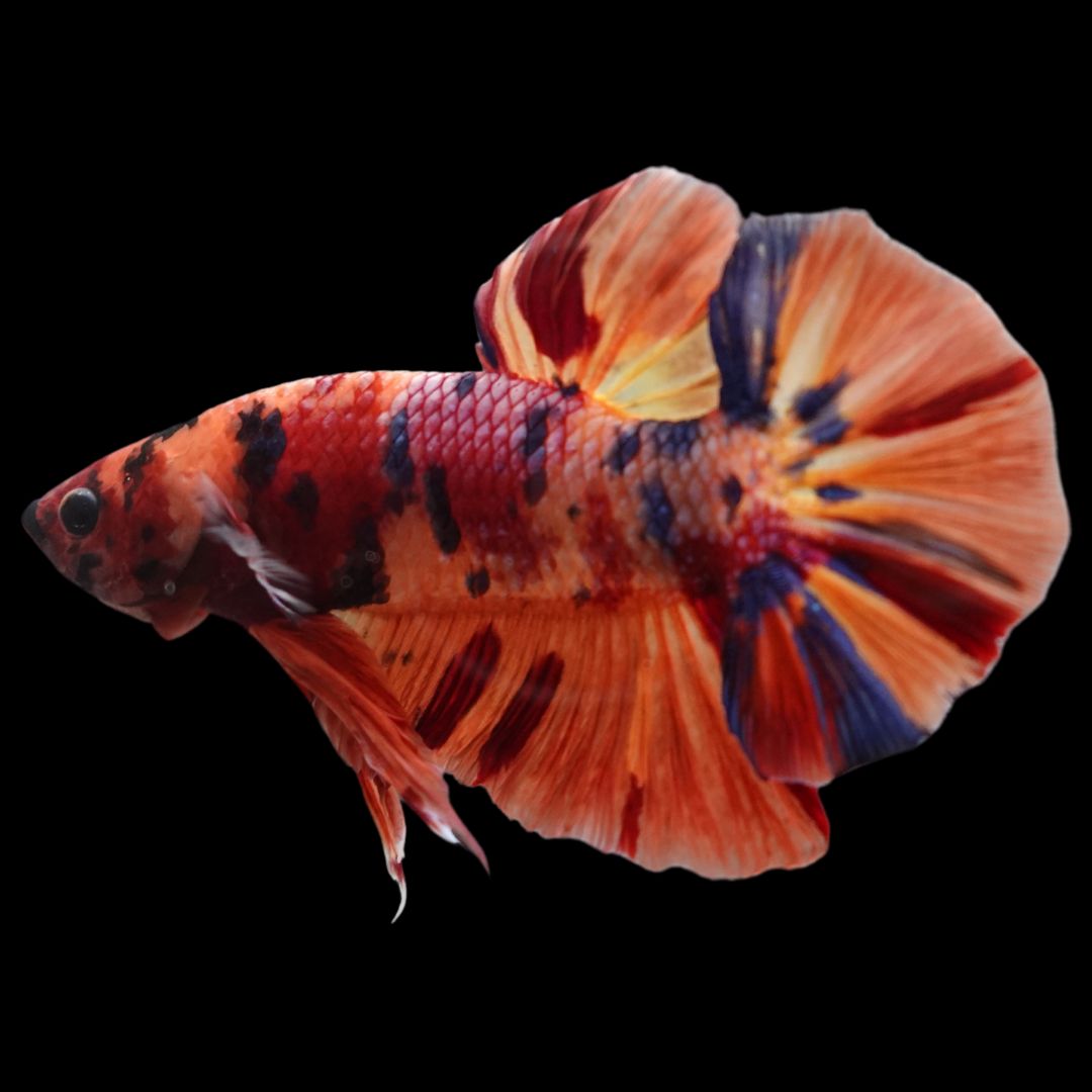 Rare Giant Multicolors Betta Fish