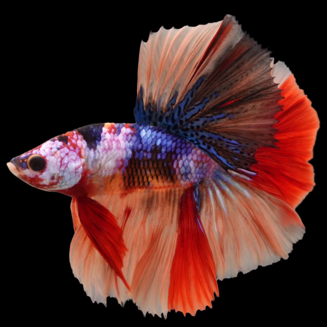 Rare Halfmoon Multicolors Betta Fish