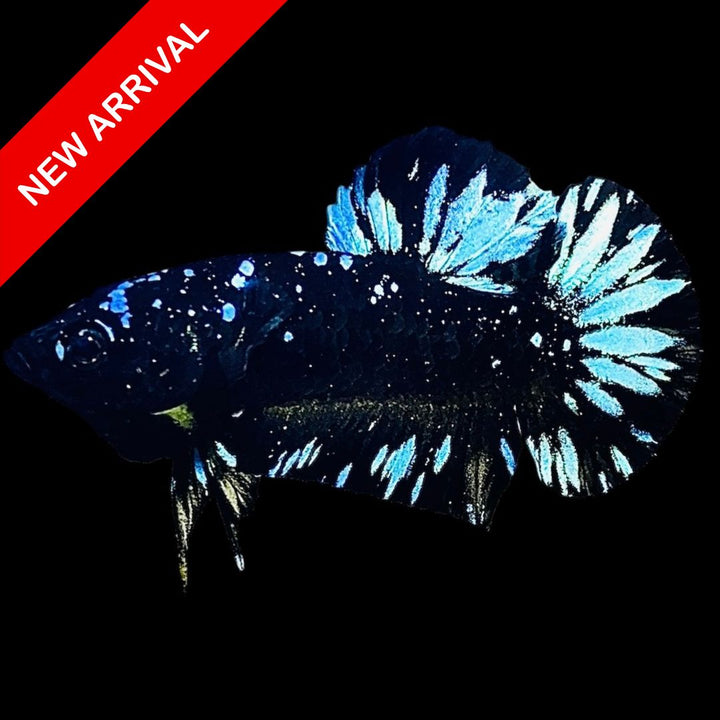 Rare Avatar Betta Fish