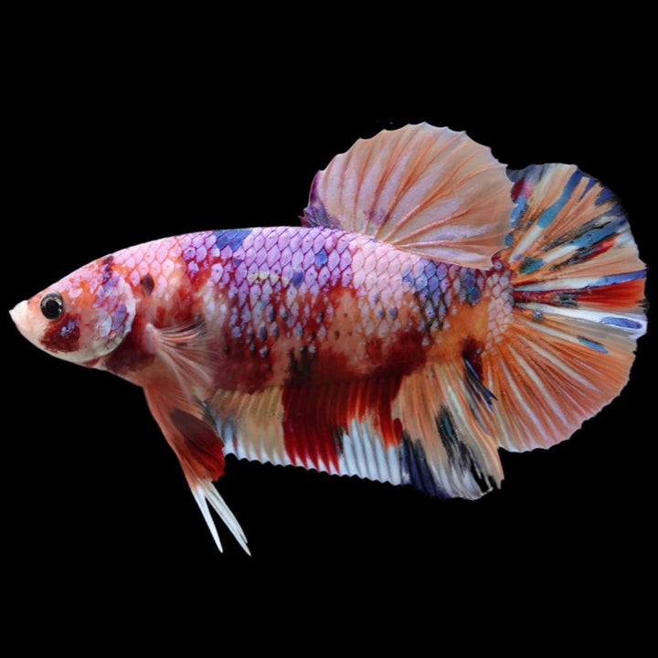 Rare Giant Multicolors Betta Fish