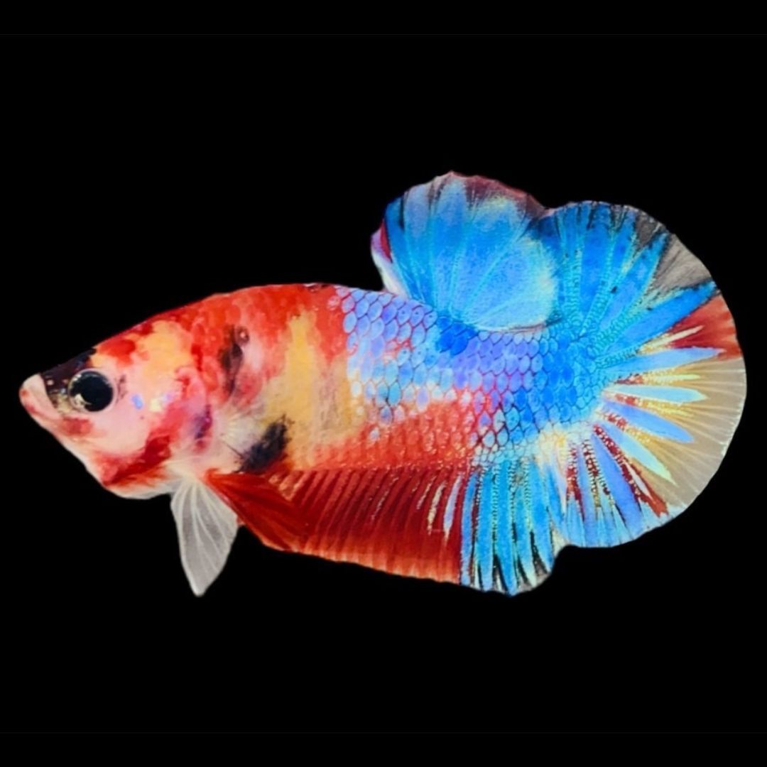 Rare Koi Multicolors Betta Fish