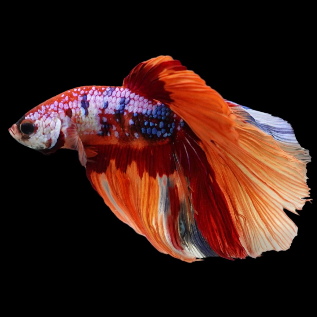 Rare Halfmoon Multicolors Betta Fish