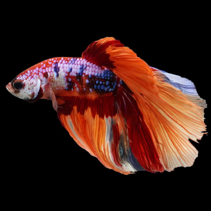 Rare Halfmoon Multicolors Betta Fish