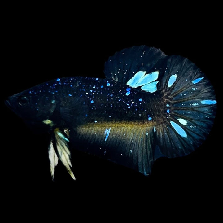Rare Avatar Betta Fish