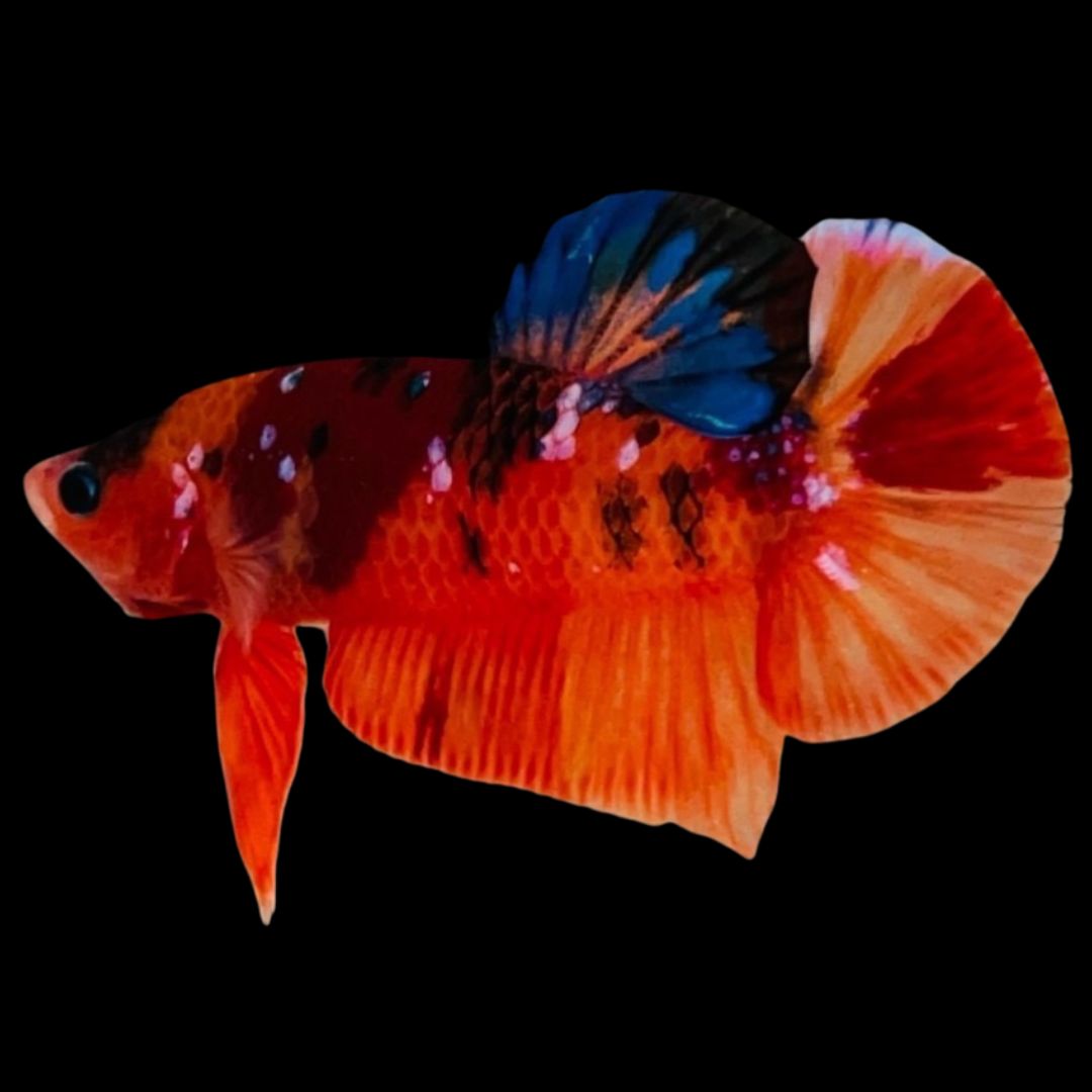 Rare Koi Multicolors Betta Fish