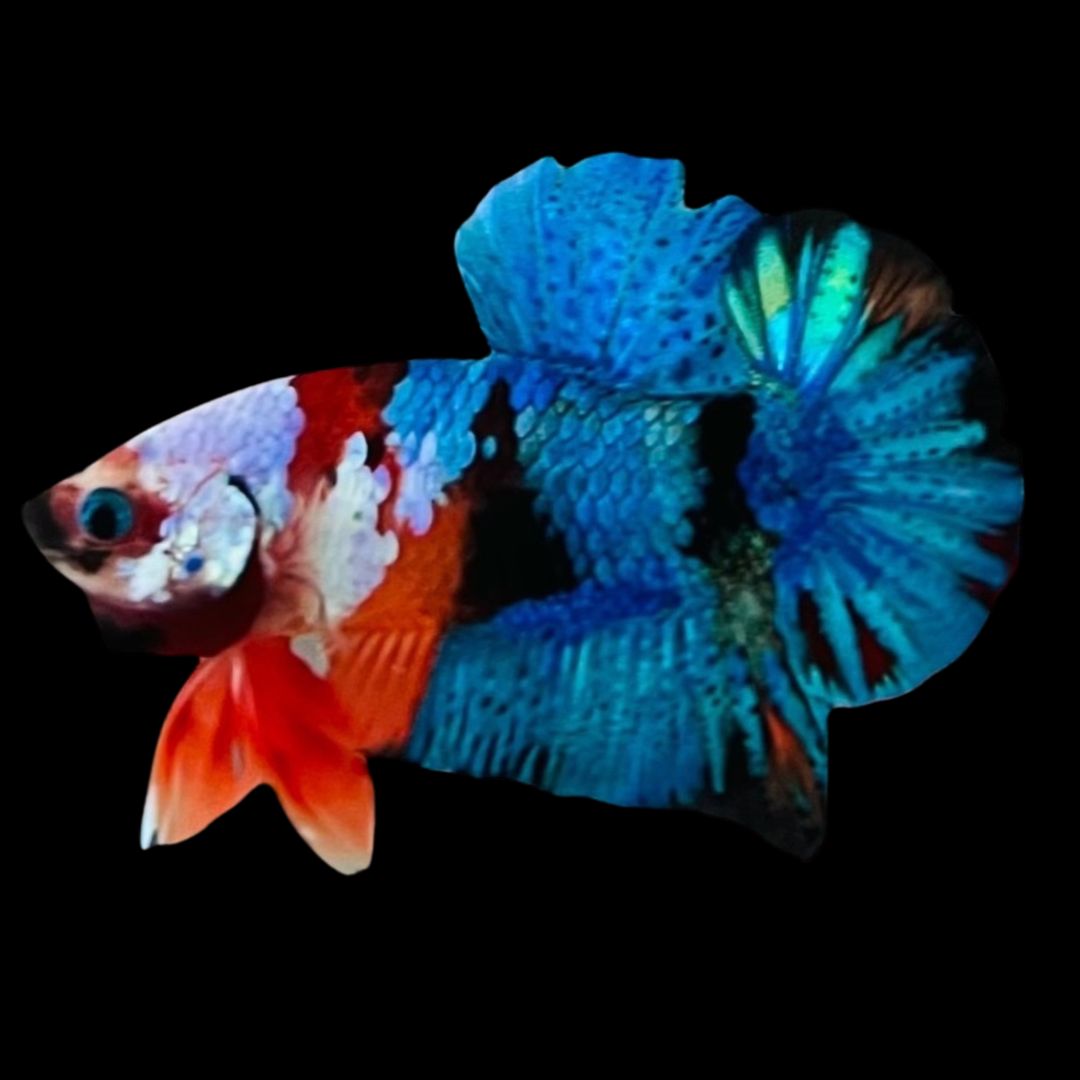 Rare Koi Multicolors Betta Fish