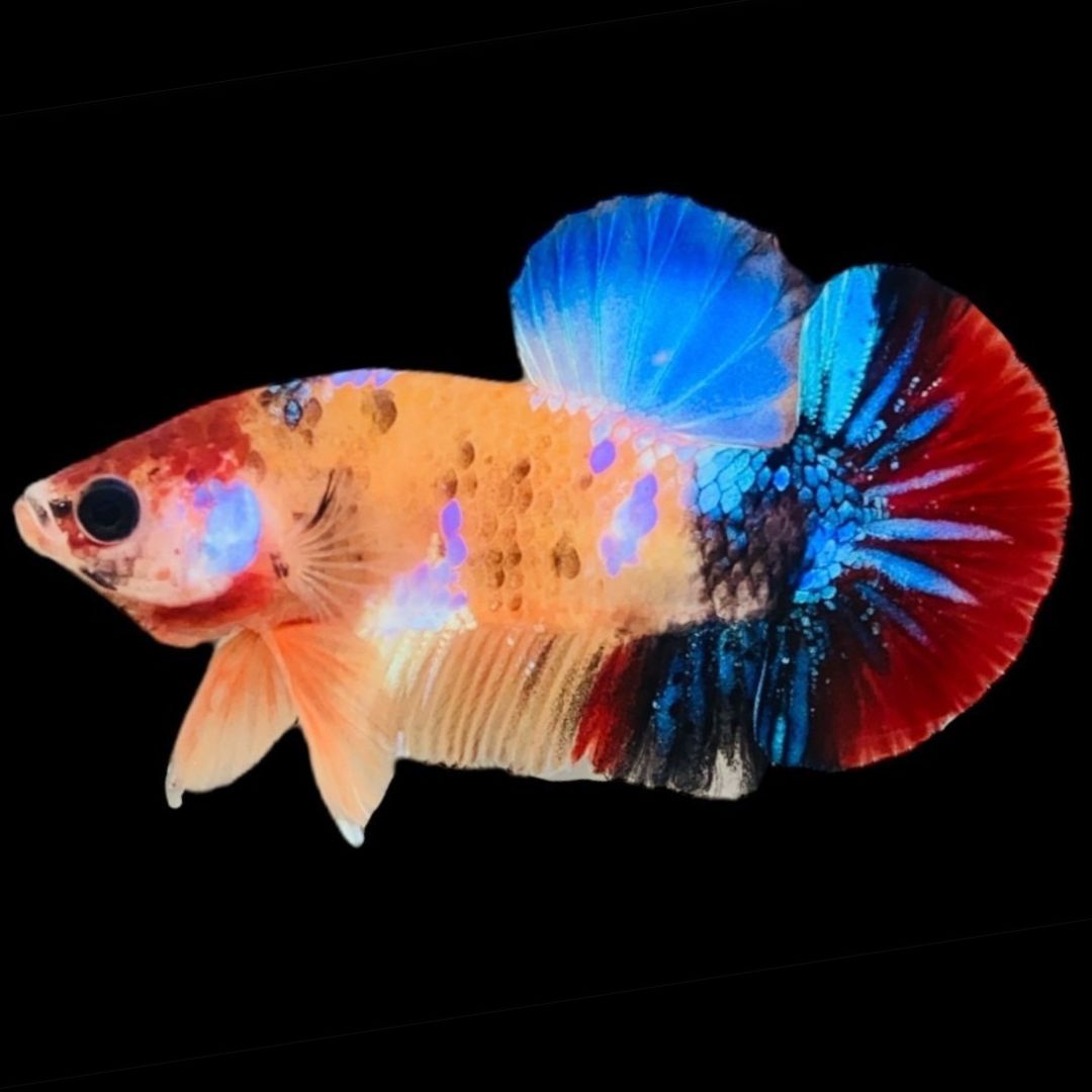 Rare Koi Multicolors Betta Fish