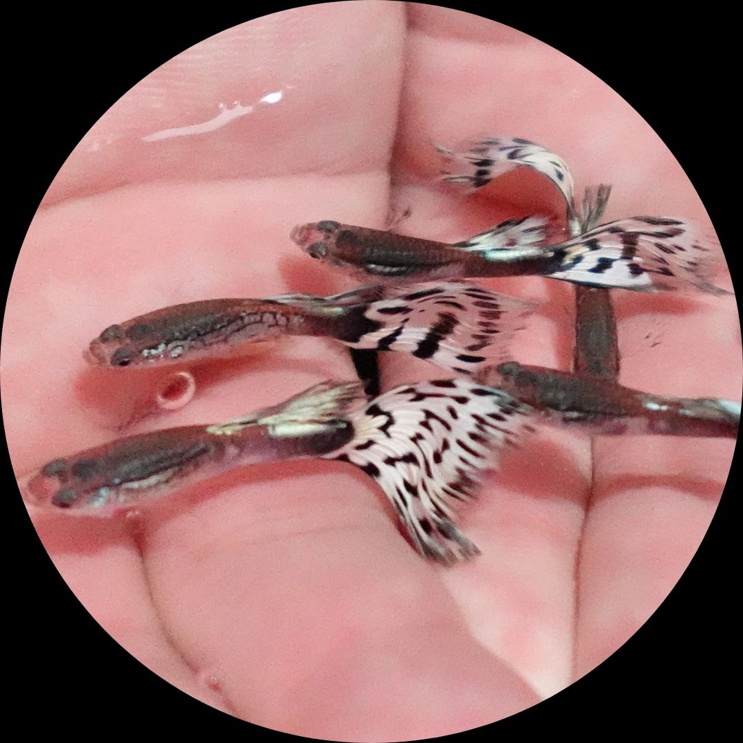 White Mosaic Snakeskin Guppy Fish