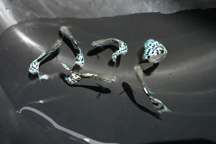 White Mosaic Snakeskin Guppy Fish