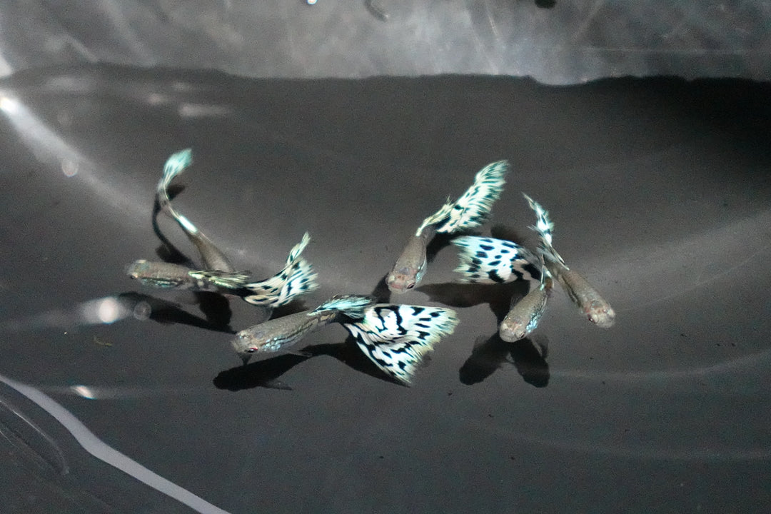 White Mosaic Snakeskin Guppy Fish