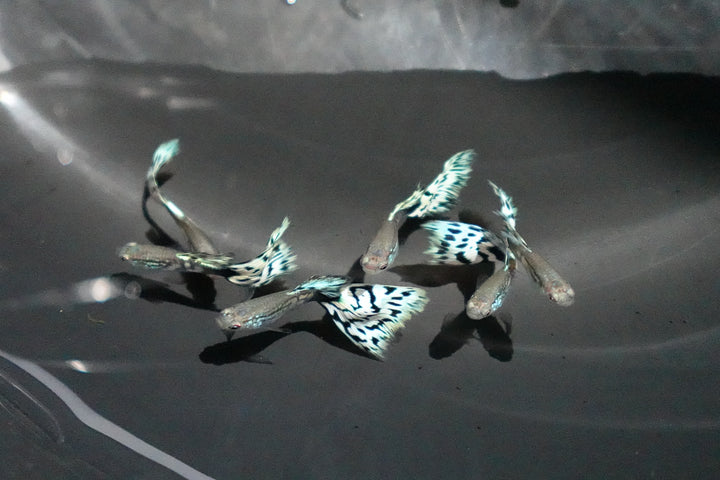 White Mosaic Snakeskin Guppy Fish