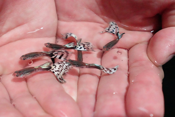 White Mosaic Snakeskin Guppy Fish