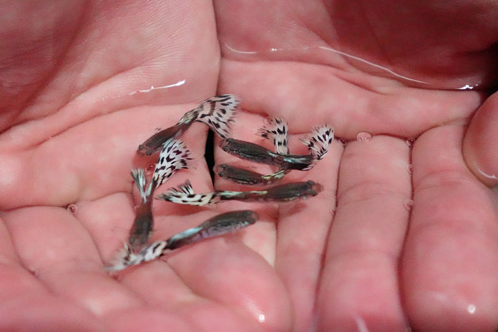 White Mosaic Snakeskin Guppy Fish