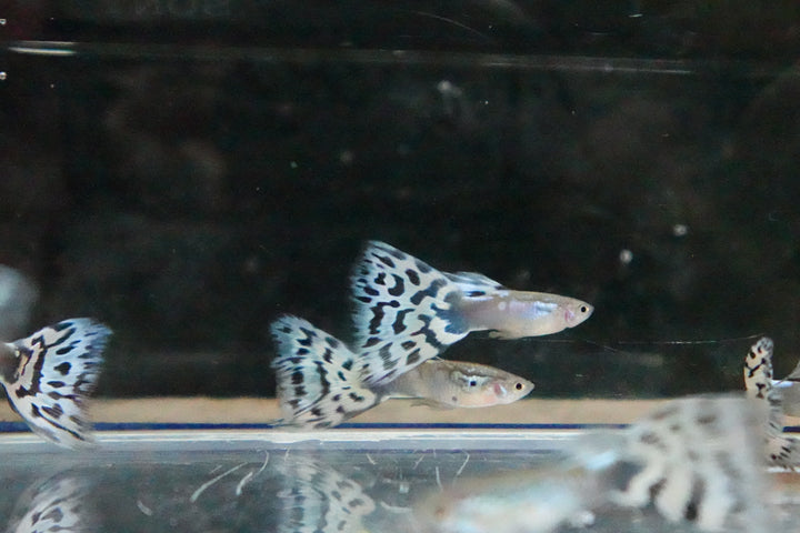 White Mosaic Snakeskin Guppy Fish