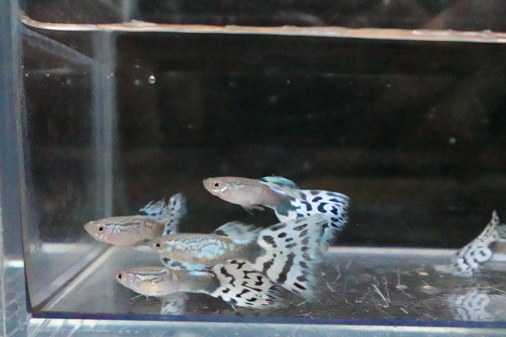 White Mosaic Snakeskin Guppy Fish