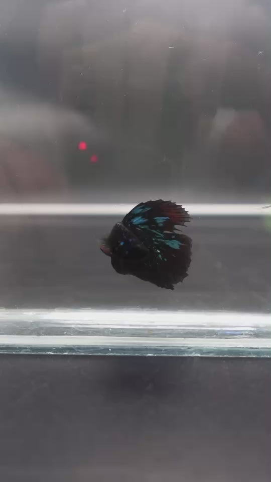 Rare Avatar Betta Fish