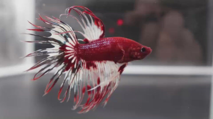 Rare Multicolors Crowntail Betta Fish