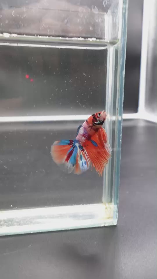 Rare Halfmoon Multicolors Betta Fish