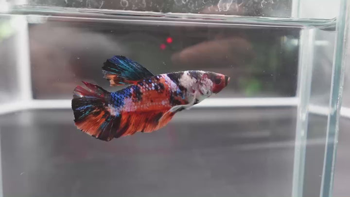 Rare Giant Multicolors Betta Fish
