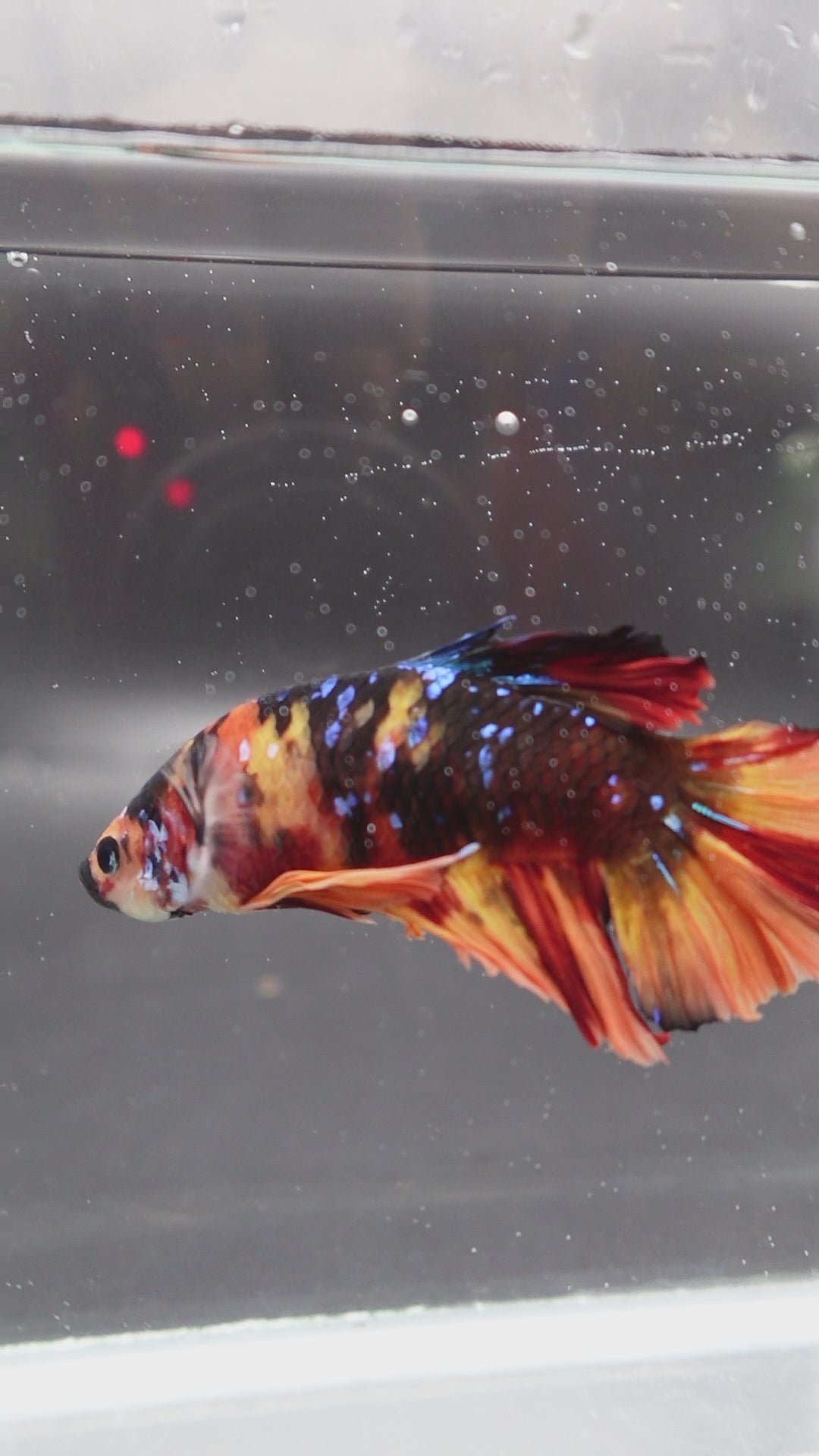 Rare Giant Multicolors Betta Fish