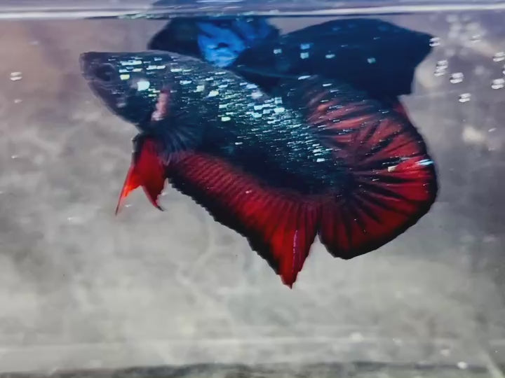 Rare Avatar Betta Fish