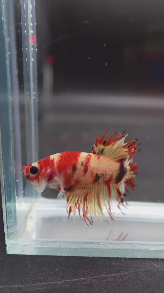 Rare CTPK Tiger Betta Fish