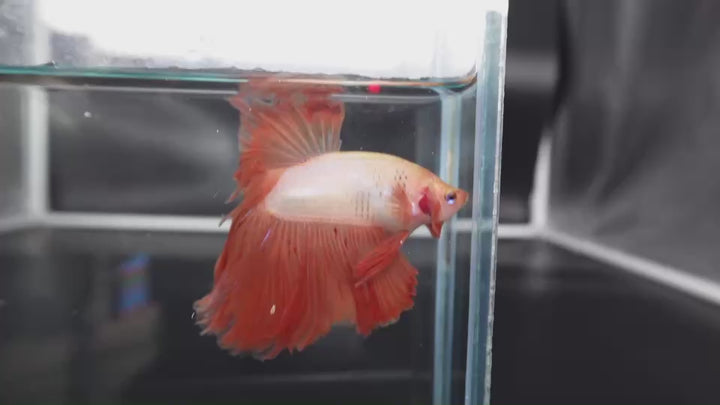 Rare Halfmoon Tangerine Betta Fish