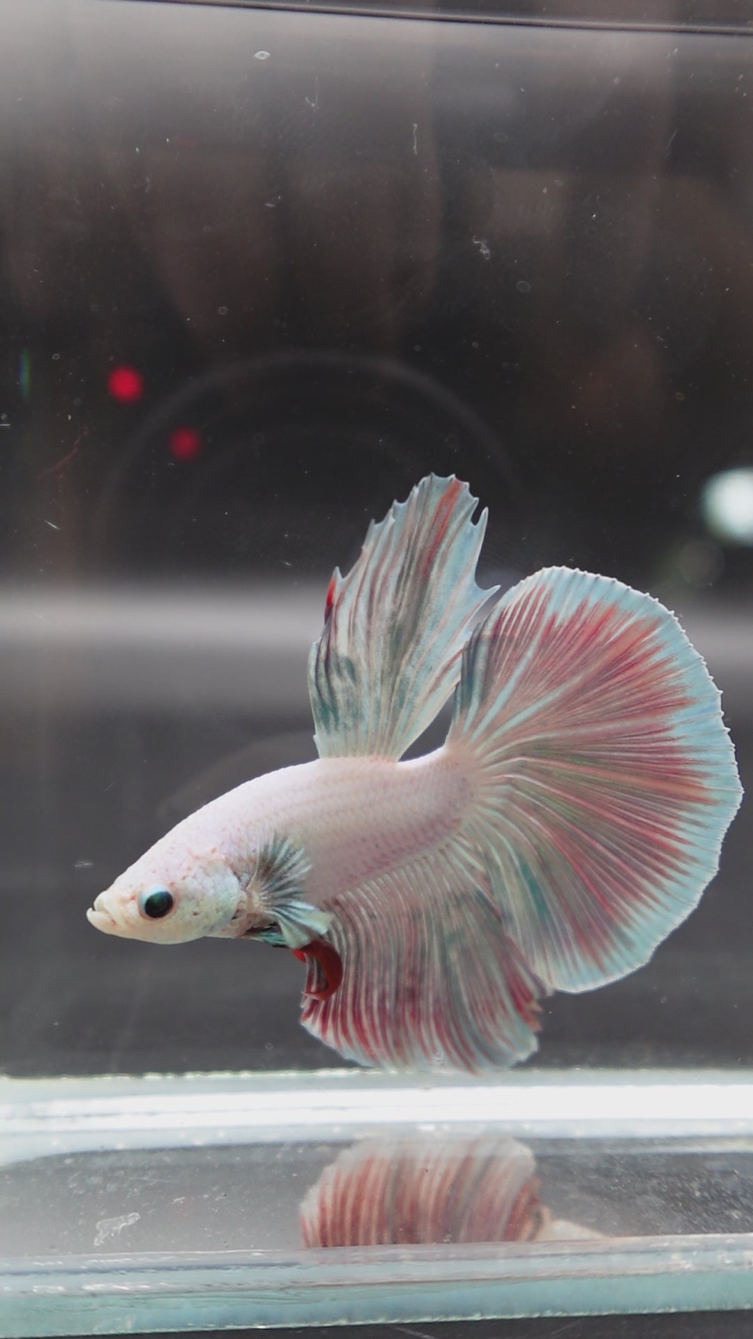 Halfmoon Cotton Candy Betta Fish