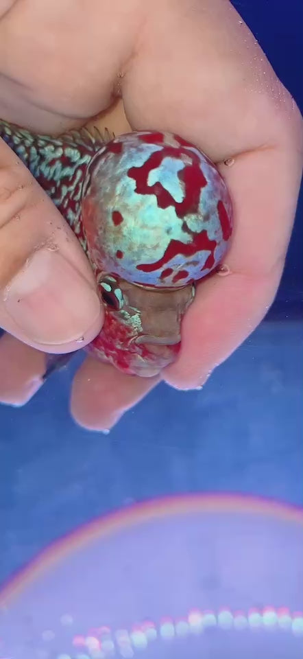 Rare Flowerhorn 4 inch
