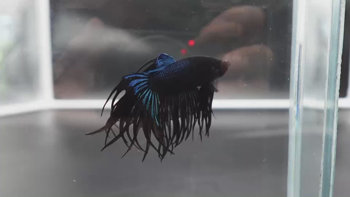 Rare King Crowntail Betta Fish