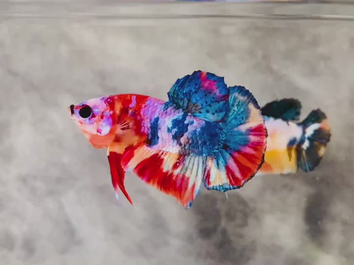 Rare Koi Multicolors Betta Fish