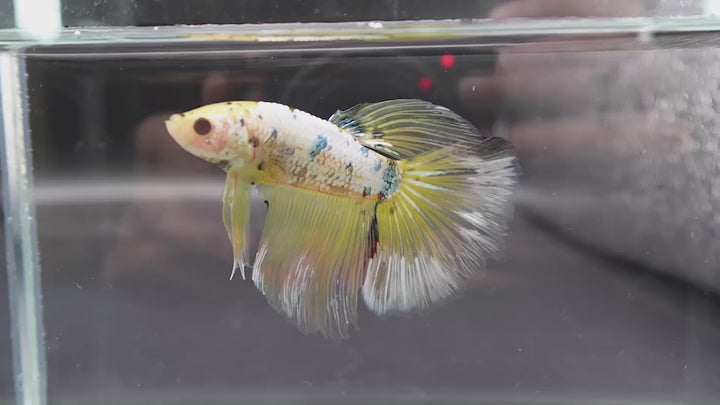 Rare Giant Halfmoon Koi Yellow Betta Fish