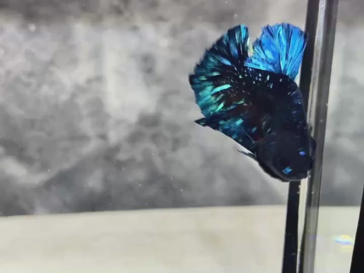 Rare Avatar Betta Fish