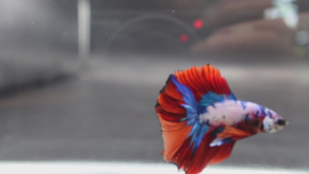 Rare Halfmoon Multicolors Betta Fish