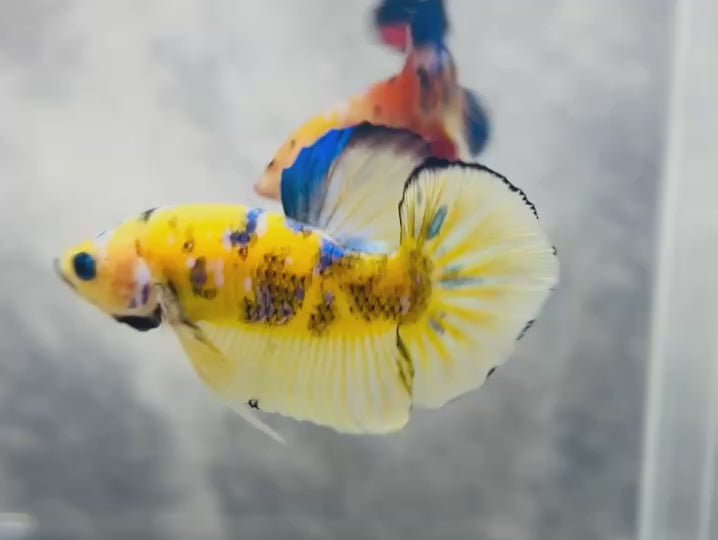 Rare Koi Multicolors Betta Fish